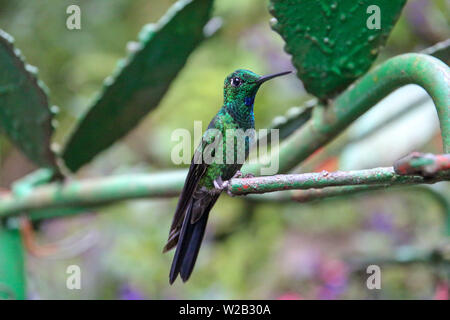 A little insight into the wonderful country in Central America Stock Photo