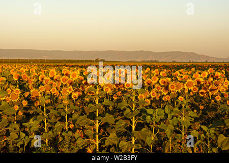 Sunflower Fields Dixon California Stock Photo