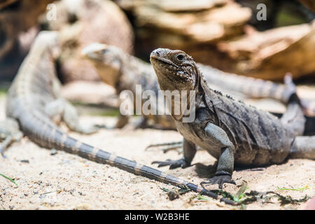 A large iguana sitting on the sand with his head held high Stock Photo