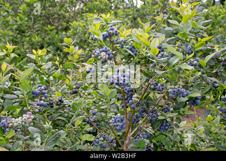 Ripe blueberry fruits on the plantation. Abundance of berries on the bush. High yielding northern highbush variety. Stock Photo