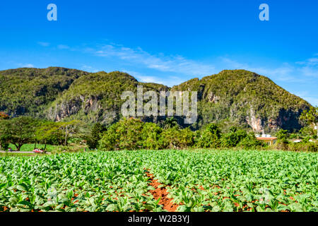 inovine tobacco country Tobacco plantation in tropical country. Nicotiana herbs during cultivation  in Dominican republic. Cigar leaves agriculture in caribbean island. Nicoti  Stock Photo
