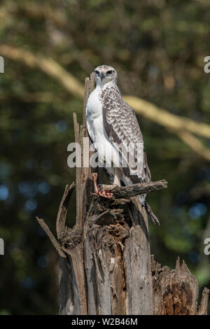 Martial eagle holding prey Stock Photo