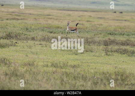 Thomson's gazelle stotting Stock Photo