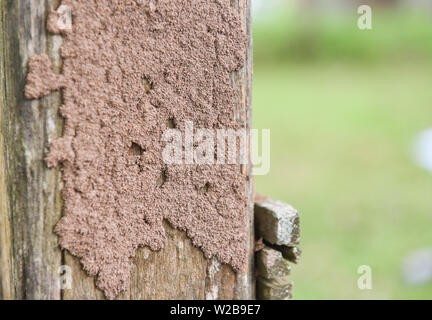 termites on the stump / termite nest on a wooden post damaged by insect animal Stock Photo