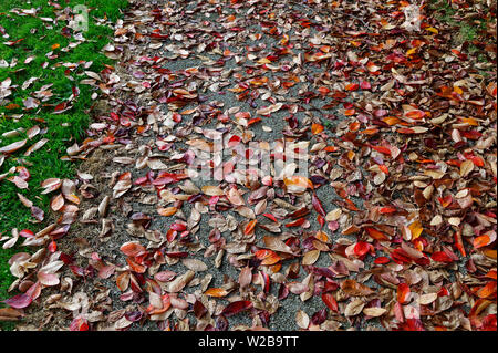 Fallen autumn leaves need raking off the path Stock Photo