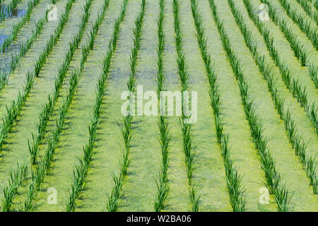 Algae floating on water between rice plants in a paddy field in rural Kanagawa, Japan. Stock Photo
