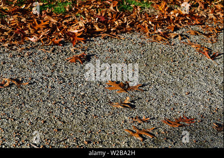 Some autumn leaves have strayed onto a path in a park Stock Photo