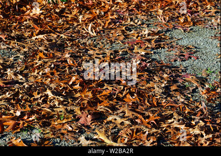 The cycle of life, autumn leaves lie on the ground Stock Photo