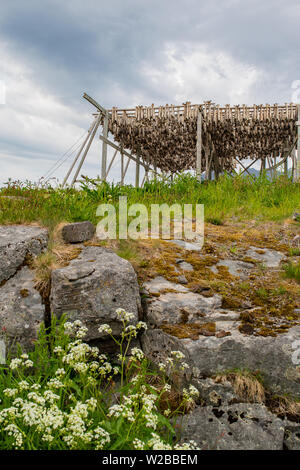 Racks of drying north atlantic cod are seen everywhere throughout the Lofoten Islands in northern Norway in the spring. Stock Photo