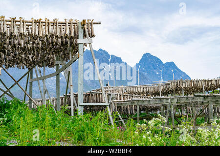 Racks of drying north Atlantic cod can be seen throughout the Lofoten Islands in northern Norway in spring. Stock Photo