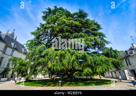Large Cedar of Lebanon (planted 1804) in garden of Saint Gatien cathedral, Tours, France. Stock Photo