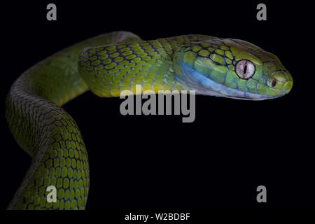 Green cat snake (Boiga cyanea) Stock Photo