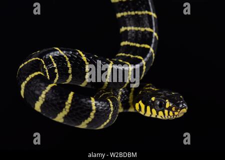 Palawan Gold-ringed Cat Snake(Boiga dendrophila multicincta) Stock Photo
