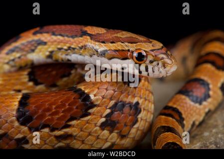 Red corn snake (Pantherophis guttatus) Stock Photo