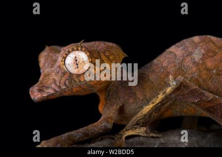 Spearpoint leaf-tailed gecko (Uroplatus ebenaui) Stock Photo