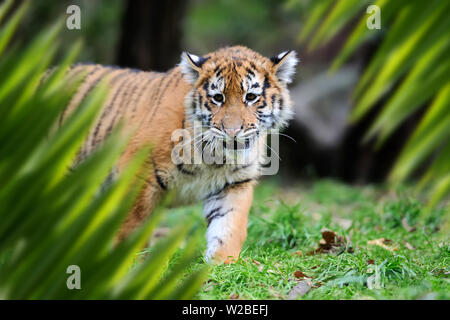 Close up tiger portrait in jungle with leaf Stock Photo