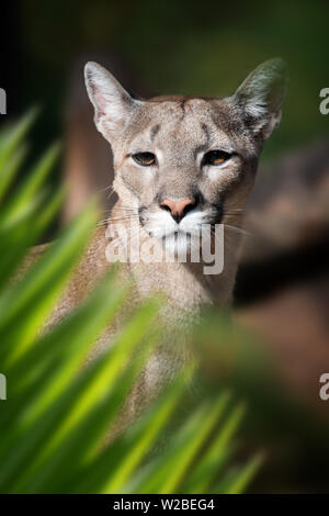 Close up cougar portrait in jungle with leaf Stock Photo
