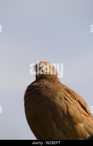 Brown color pigeon. Portrait of a brown  pigeon standing on a wall Stock Photo