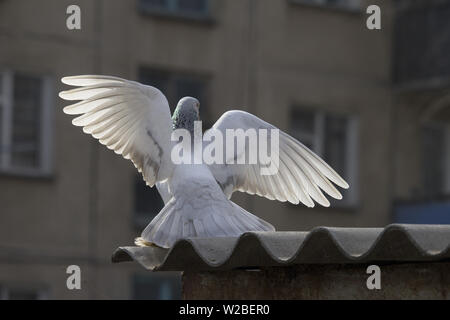 pigeon with spread wings. City pigeon spread its wings. Scene in the yard Stock Photo