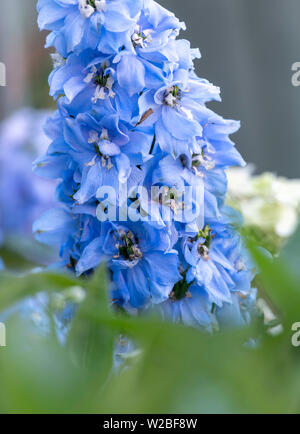 Tall light blue delphinium flowers in a herbaceous border of an English ...