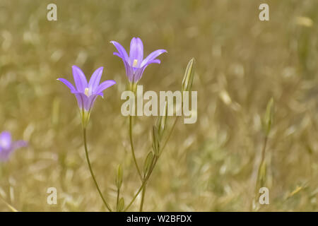 Close-up of blooming purple wild flowers in a meadow with a blur of golden yellow grass in the background. Stock Photo