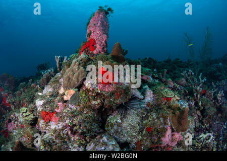 A lone Long-Spined Urchin has found the safety of a crevice in the beautiful coral reefs and blue waters of the Caribbean off the island of Grenada. Stock Photo