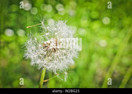 Fluffy dandelion on the meadow. Flowering dandelion with flying seeds. Stock Photo
