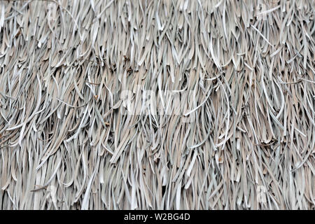 The texture of the roof made from dry palm leaves closeup. Tropical background Stock Photo