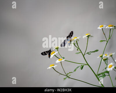 Yellow belted burnet moths on wild daisy flowers. Amata phegea formerly Syntomis phegea. Aka Nine spotted moth. Plain background. Stock Photo