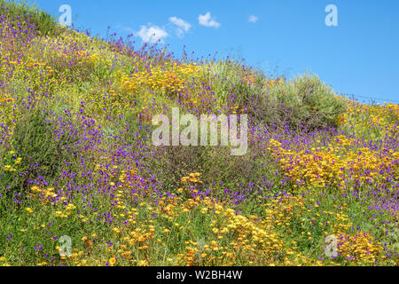 Blooming wildflowers in San Diego, California Stock Photo
