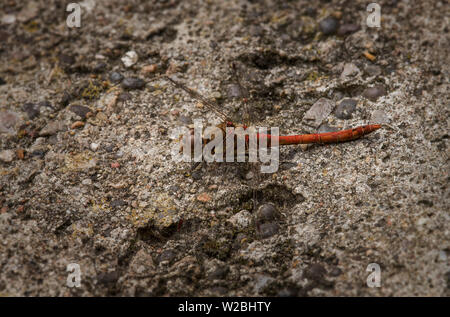 Male Common Darter (Sympetrum striolatum) basking in the sun on a concrete capstone on a bridge over a pond. Stock Photo