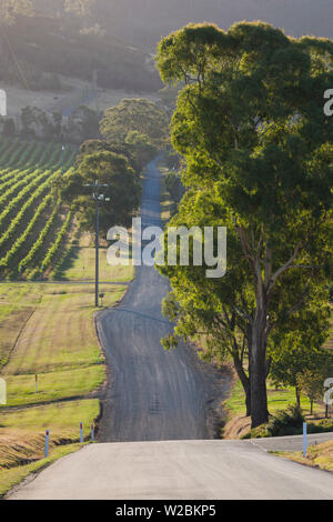 Australia, Victoria, VIC, Yarra Valley, country road Stock Photo