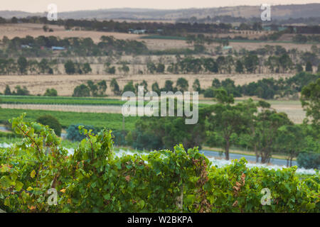 Australia, Victoria, VIC, Yarra Valley, vineyard Stock Photo