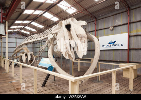 Australia, Western Australia, The Southwest, Albany, Whale World, former Whaling Station, whale skeleton Stock Photo