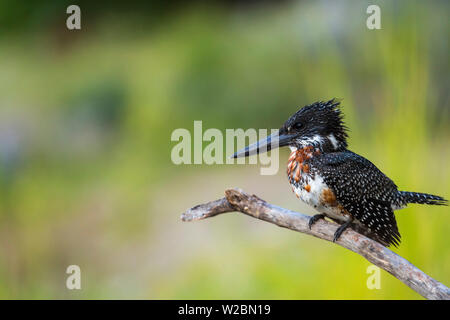 Giant Kingfisher (Megaceryle maximus), Chobe National Park, Botswana, Africa Stock Photo