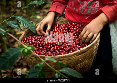 El Salvador, Coffee Picker, Full Basket Of Coffee Cherries, Coffee Farm, Slopes Of The Santa Ana Volcano, Finca Malacara, High Altitude Coffee Stock Photo