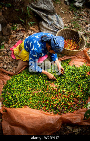 El Salvador, Coffee Picker, Sorting Coffee Berries, Coffee Farm, Finca Malacara, Slopes Of The Santa Ana Volcano, High Altitude Coffee Stock Photo