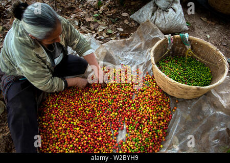 El Salvador, Coffee Picker, Sorting Coffee Berries, Coffee Farm, Finca Malacara, Slopes Of The Santa Ana Volcano, High Altitude Coffee, Stock Photo