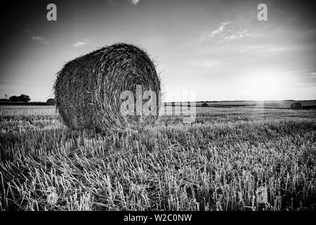 France, Centre Region, Indre-et-Loire, Sainte Maure de Touraine, Straw Bale in field Stock Photo