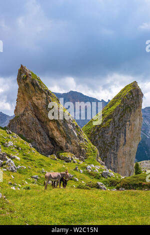 Donkeys on a meadow at pointed rock formations Stock Photo