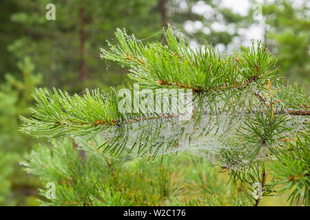 Pine tree needles with dew at spider web Stock Photo