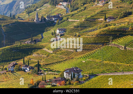 Vineyards near Bolzano, Trentino-Alto Adige/South Tirol, Italy Stock Photo