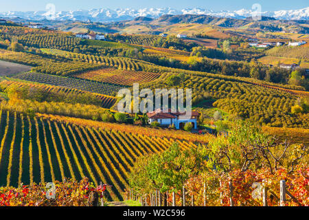 Vineyards, nr Alba, Langhe, Piedmont (or Piemonte or Piedmonte), Italy Stock Photo