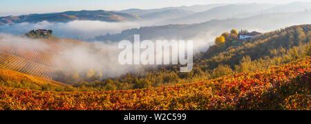 Vineyards, nr Alba, Langhe, Piedmont (or Piemonte or Piedmonte), Italy Stock Photo