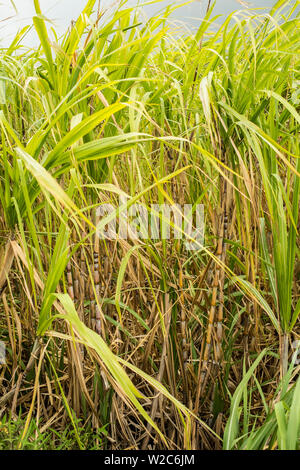 Sugar cane, Mauritius Stock Photo