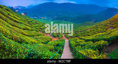 Malaysia, Pahang, Cameron Highlands, Tanah Rata, Cameron Valley Tea Estate Stock Photo