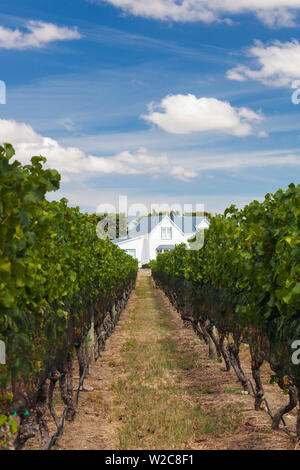 New Zealand, North Island, Martinborough, Wairapapa Region, vineyard Stock Photo