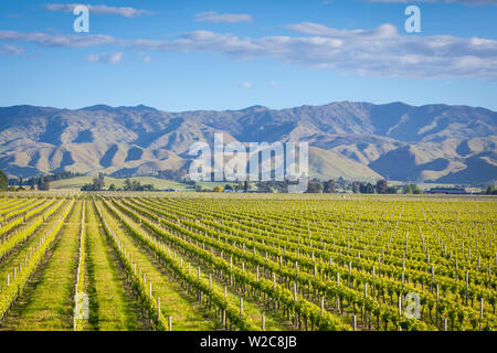 Picturesque Vineyard, Blenheim, Marlborough, South Island, New Zealand Stock Photo