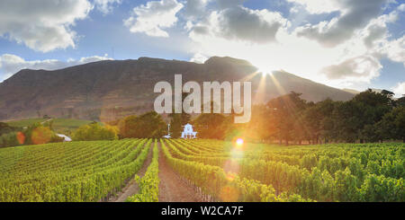 Constantia wine farm Stock Photo - Alamy