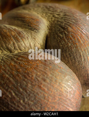 Coco de Mer coconut, Vallee de Mai, Praslin, Seychelles Stock Photo